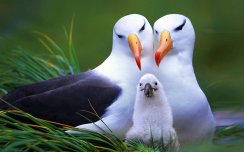 ALBATROSS_seabird_bird_birds_1920x1200