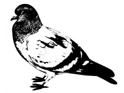 black-pigeon