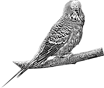 budgie-4065626_1280